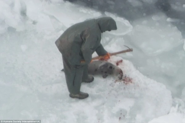 Rùng mình trước cảnh giết hải cẩu con để lấy lông ở Canada ảnh 4