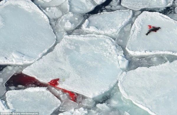 Rùng mình trước cảnh giết hải cẩu con để lấy lông ở Canada ảnh 5