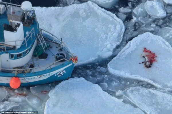 Rùng mình trước cảnh giết hải cẩu con để lấy lông ở Canada ảnh 2
