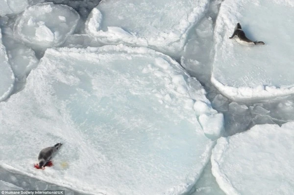 Rùng mình trước cảnh giết hải cẩu con để lấy lông ở Canada ảnh 9