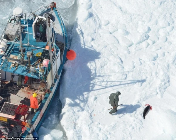 Rùng mình trước cảnh giết hải cẩu con để lấy lông ở Canada ảnh 10