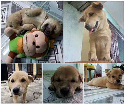  Chú chó bị cẩu tặc quay lại giết chết sau vài ngày trốn thoát về nhà ảnh 1