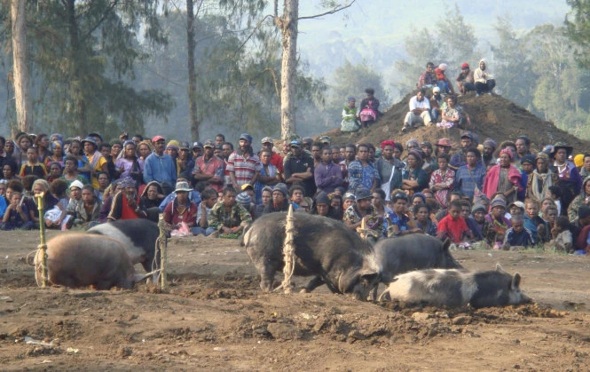 Heo là con vật không thể thiếu trong các nghi lễ truyền thống ởPapua New Guinea - Ảnh:unews.utah.edu