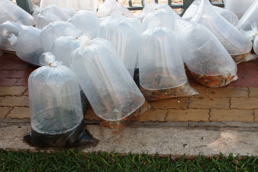 Gần 500.000 con cá giống – tương đương 10 tấn cá được thả xuống dòng kênh