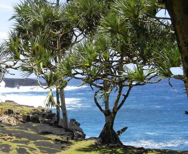 Loài cây 'sang chảnh' chỉ mọc trên đất có kim cương ảnh 2