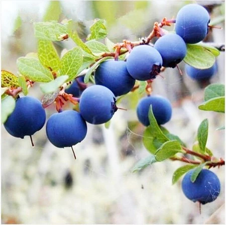 bắp cải tí hon, tí hon, việt quất, ớt chuông, dâu tây vàng, bà nội trợ, Thủ đô, bắp-cải-tí-hon, tí-hon, việt-quất, ớt-chuông, dâu-tây-vàng, bà-nội-trợ, Thủ-đô