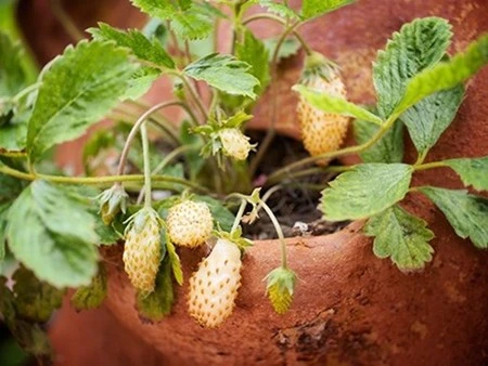 bắp cải tí hon, tí hon, việt quất, ớt chuông, dâu tây vàng, bà nội trợ, Thủ đô, bắp-cải-tí-hon, tí-hon, việt-quất, ớt-chuông, dâu-tây-vàng, bà-nội-trợ, Thủ-đô