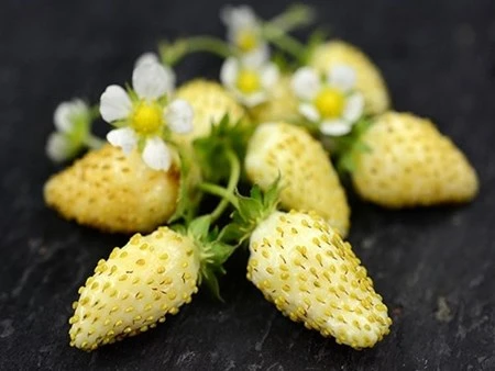 bắp cải tí hon, tí hon, việt quất, ớt chuông, dâu tây vàng, bà nội trợ, Thủ đô, bắp-cải-tí-hon, tí-hon, việt-quất, ớt-chuông, dâu-tây-vàng, bà-nội-trợ, Thủ-đô