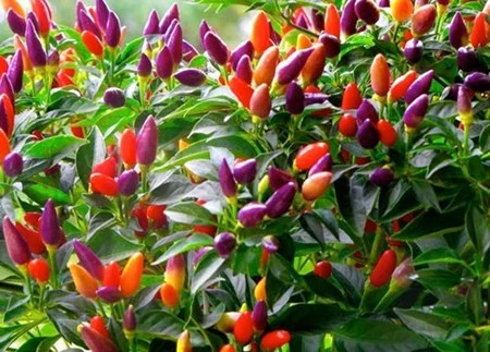 bắp cải tí hon, tí hon, việt quất, ớt chuông, dâu tây vàng, bà nội trợ, Thủ đô, bắp-cải-tí-hon, tí-hon, việt-quất, ớt-chuông, dâu-tây-vàng, bà-nội-trợ, Thủ-đô