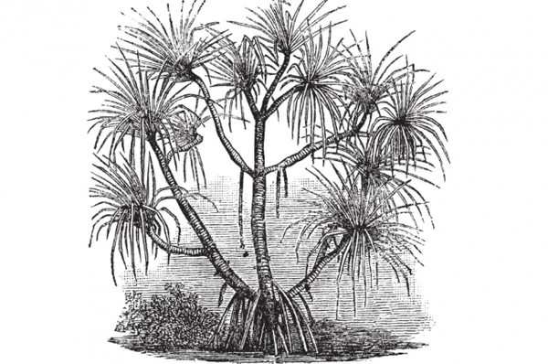 Loài cây 'sang chảnh' chỉ mọc trên đất có kim cương ảnh 1