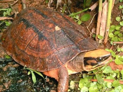 rùa vàng, săn lùng, kho báu, người dân, Hà Tĩnh, rùa-vàng, săn-lùng, kho-báu, người-dân, Hà-Tĩnh,