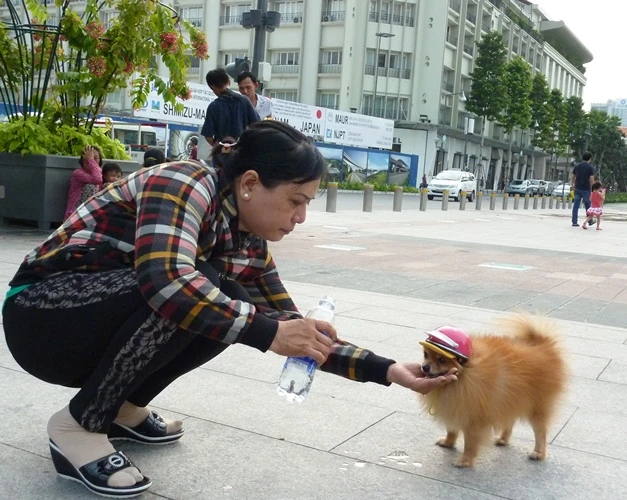 Không cho thú cưng vào phố đi bộ ảnh 2