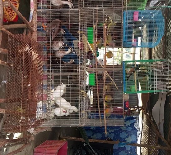 Báo động: Tận diệt chim trời trên những cánh đồng miền Tây ảnh 31