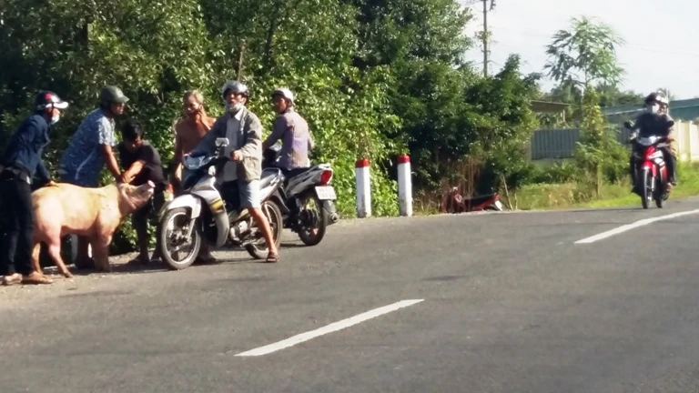 Xe tải chạy rớt… năm con heo tạ xuống đường mà không hay biết ảnh 1