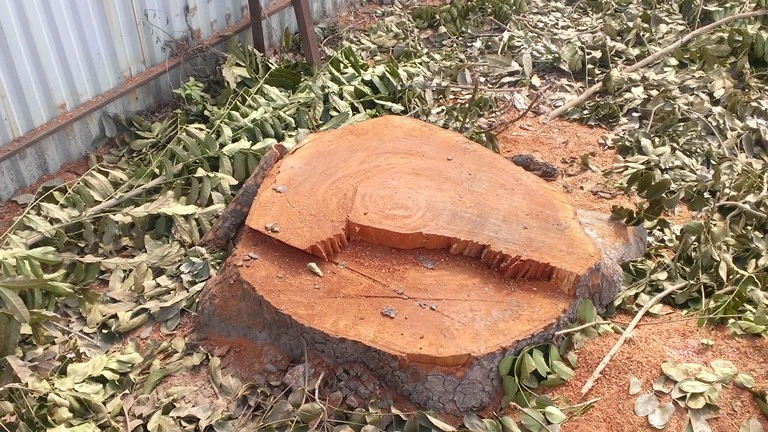 Hà Nội tiếp tục đốn hạ hàng loạt cây cổ thụ ảnh 2