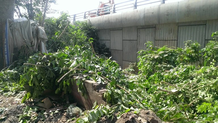 Hà Nội tiếp tục đốn hạ hàng loạt cây cổ thụ ảnh 4