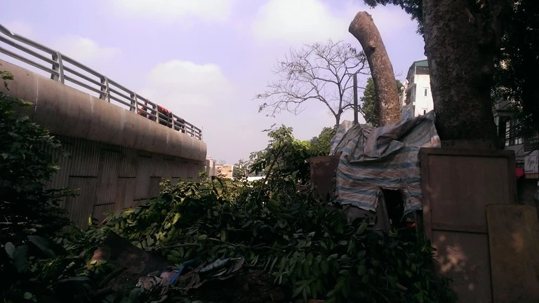 Hà Nội tiếp tục đốn hạ hàng loạt cây cổ thụ ảnh 5
