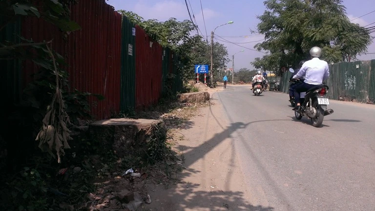 Hà Nội tiếp tục đốn hạ hàng loạt cây cổ thụ ảnh 7