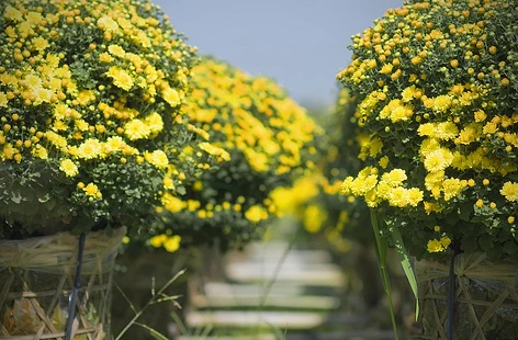 Công bố lịch nghỉ tết dương lịch 2016 ảnh 1