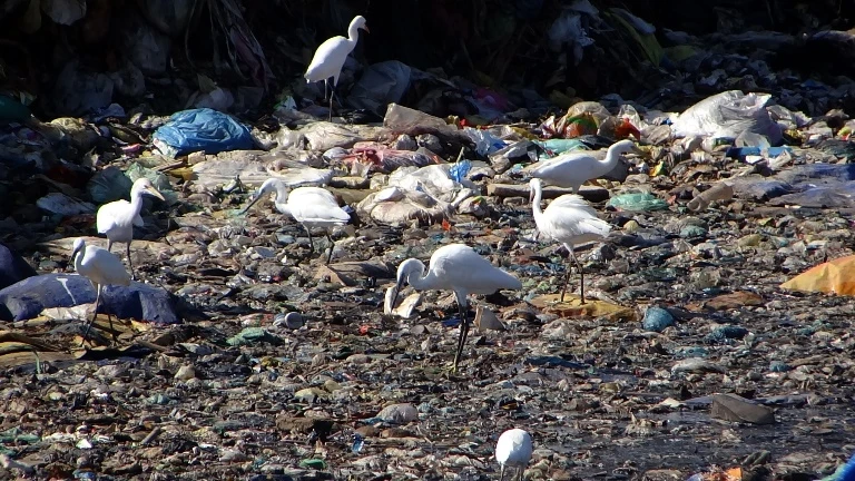 Chùm ảnh: Cò lũ lượt kéo về … bãi rác ảnh 5