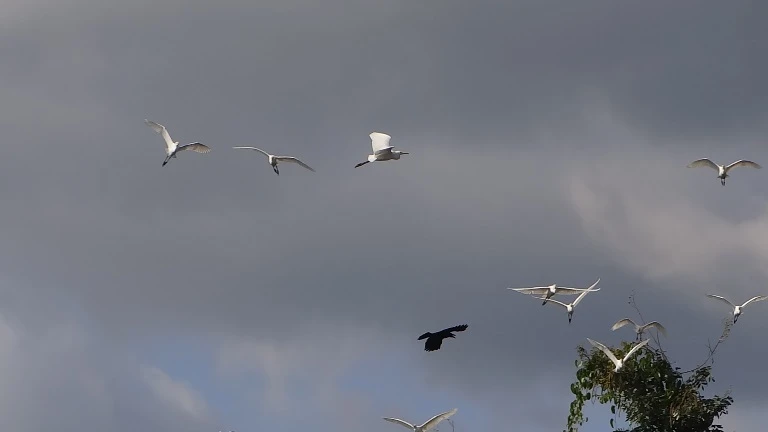 Chùm ảnh: Cò lũ lượt kéo về … bãi rác ảnh 7