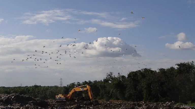 Chùm ảnh: Cò lũ lượt kéo về … bãi rác ảnh 1
