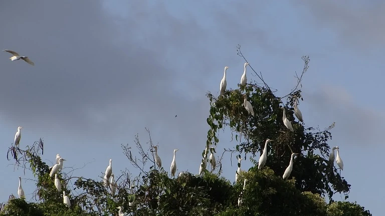 Chùm ảnh: Cò lũ lượt kéo về … bãi rác ảnh 2