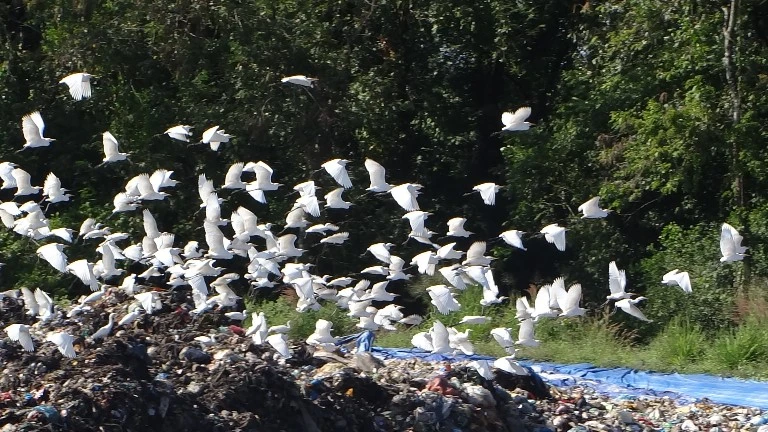 Chùm ảnh: Cò lũ lượt kéo về … bãi rác ảnh 6