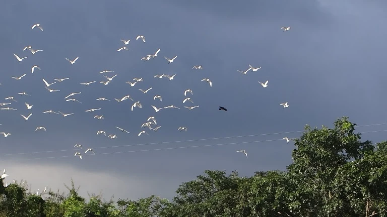 Chùm ảnh: Cò lũ lượt kéo về … bãi rác ảnh 8