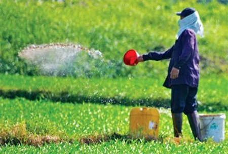 Tăng phạt nặng đối với sử dụng thuốc cấm trong cây trồng ảnh 1