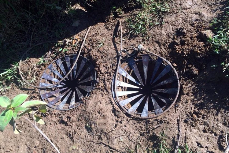 Những chiếc bẫy dùng để sắt chân khi trâu dẫm phải.