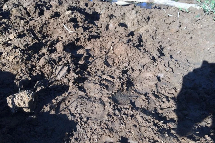 Những con trâu đã đến sát bên bẫy rồi bỏ đi