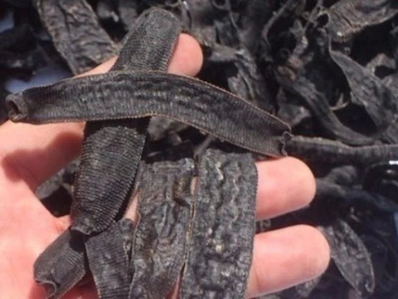 Đỉa khô không thể sống lại được