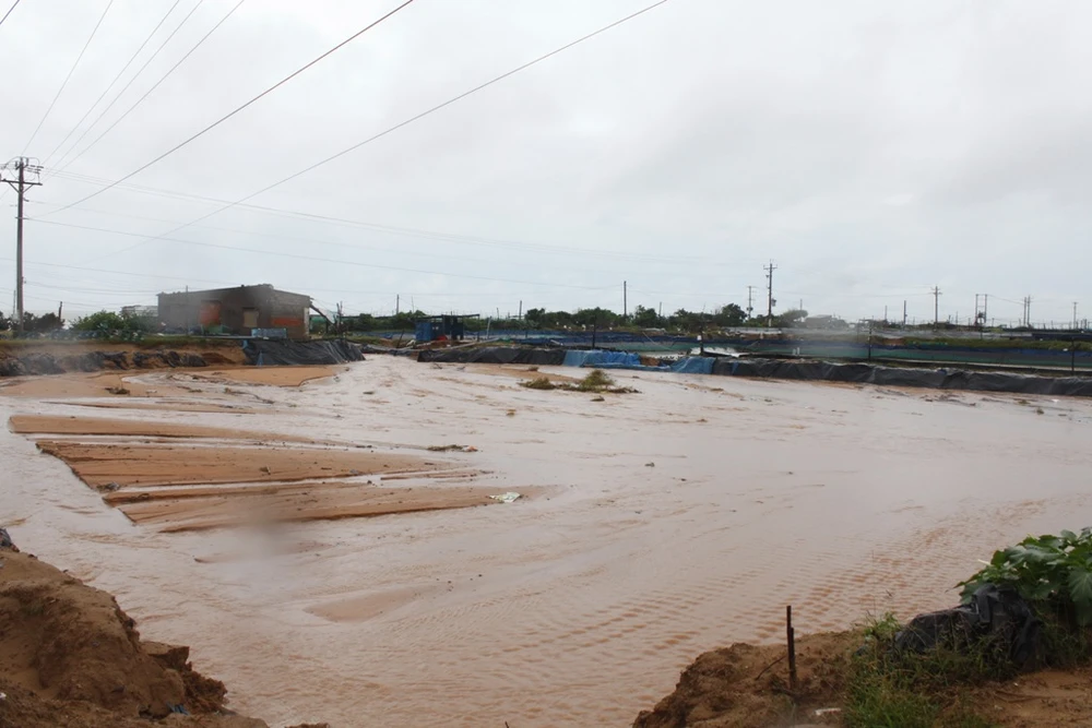 Người dân miền Trung ngồi khóc vì rau, màu xơ xác ảnh 4