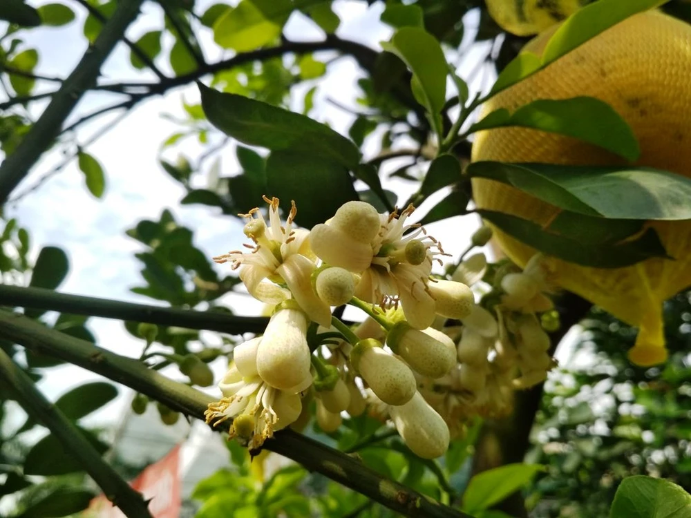 Gốc bưởi có đầy đủ hoa, lộc, trái... giá rất cao