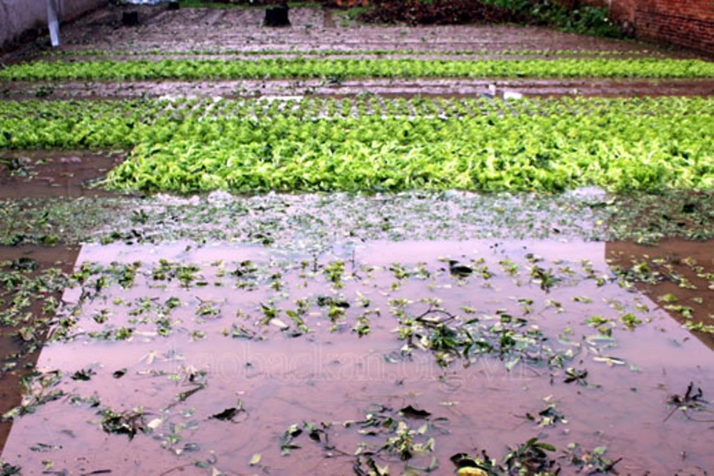 Bắc Kạn mưa đá và lốc lớn ảnh 4