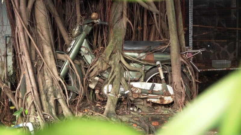 1 cây cổ thụ quấn chặt xe máy hàng chục năm ảnh 1