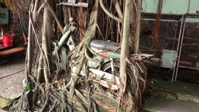 1 cây cổ thụ quấn chặt xe máy hàng chục năm ảnh 4