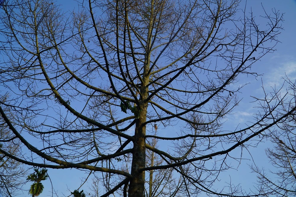 han-man-tien-giang-20_BFBI