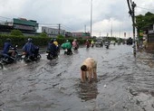 Mưa lớn, đường ngập, người dân hối hả đi móc cống