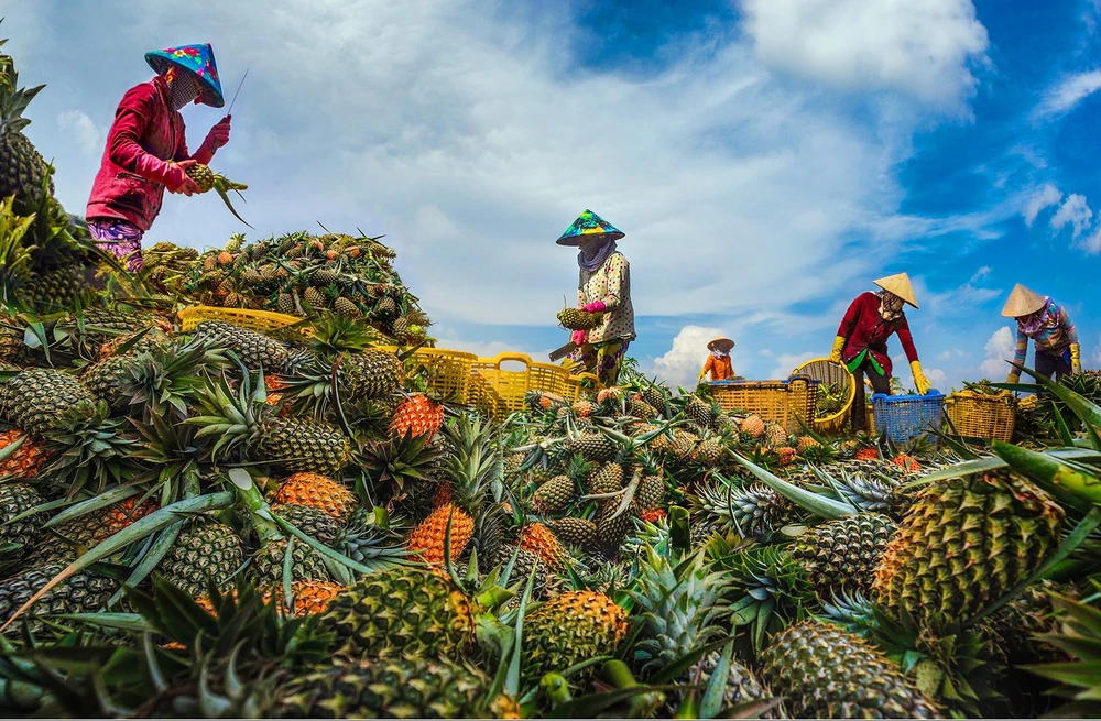 Tỉnh Hậu Giang hướng tới cơ cấu lại ngành nông nghiệp, phát triển nông nghiệp theo hướng bền vững, ưu tiên nguồn lực hỗ trợ các doanh nghiệp, hợp tác xã, phát triển kinh tế tuần hoàn. Tỉnh Hậu Giang hướng tới cơ cấu lại ngành nông nghiệp, phát triển nông nghiệp theo hướng bền vững, ưu tiên nguồn lực hỗ trợ các doanh nghiệp, hợp tác xã, phát triển kinh tế tuần hoàn.