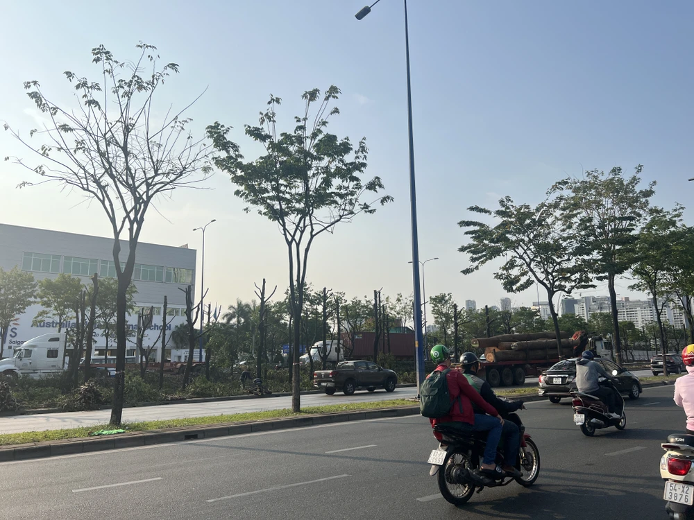 Toàn bộ cây xanh sẽ được mang được đi nuôi dưỡng và trồng vào một số vị trí khác. Ảnh: ĐÀO TRANG.