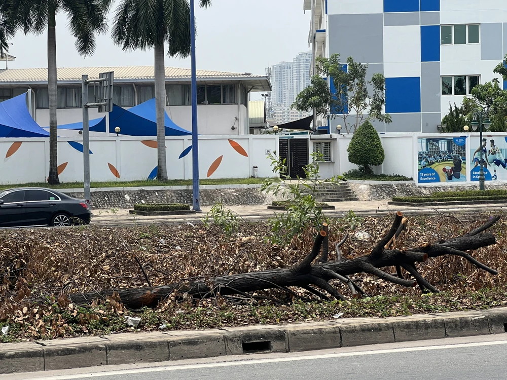 Những cây xanh này sẽ được nuôi dưỡng và trồng ở một số nơi có nhu cầu. Ảnh: ĐÀO TRANG