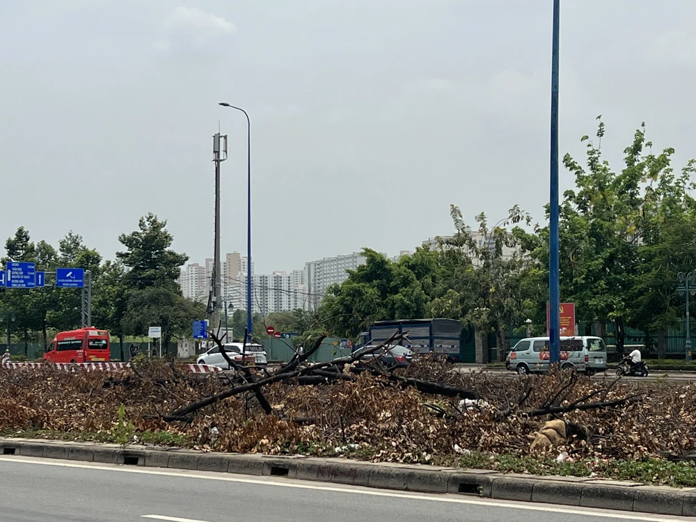 Cây xanh đã được bứng gốc ở khu vực nút giao An Phú, TP Thủ Đức. Ảnh: ĐÀO TRANG