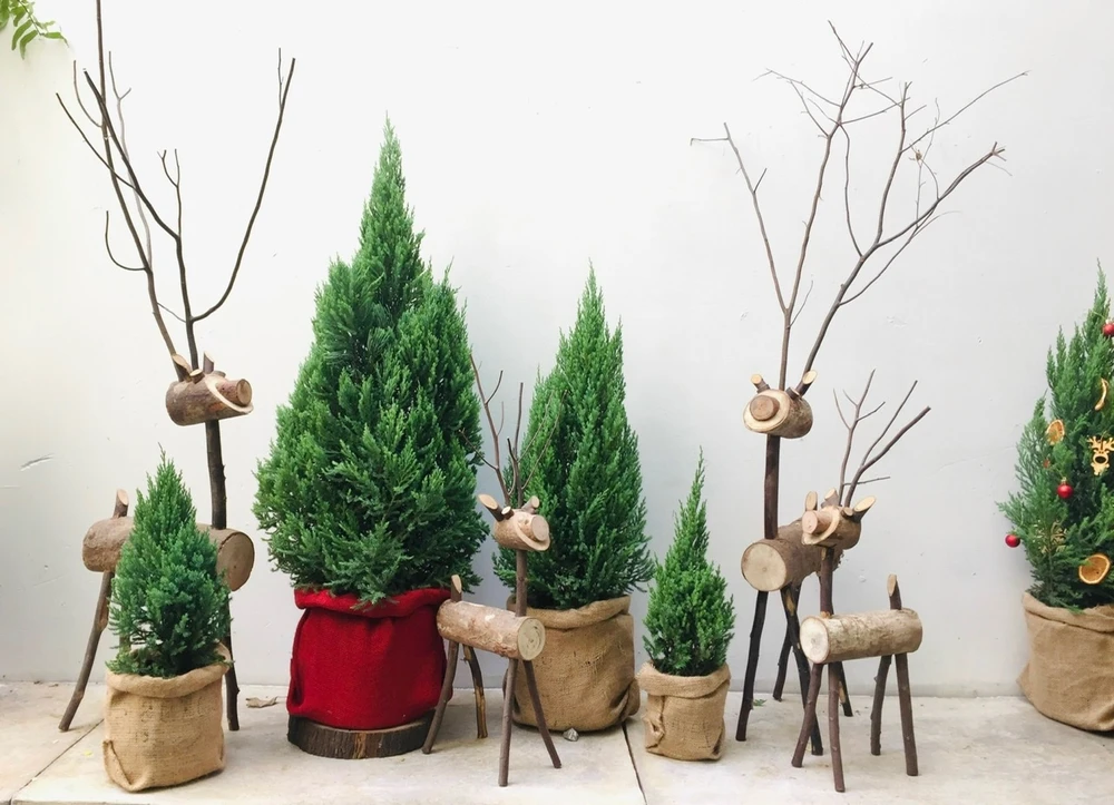 Giá thông tươi tiền triệu, vẫn bán vài nghìn cây mỗi mùa Noel