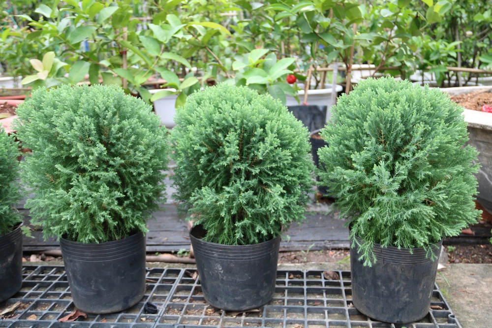 Thông tươi tiền triệu, bán vài nghìn cây mỗi mùa Noel