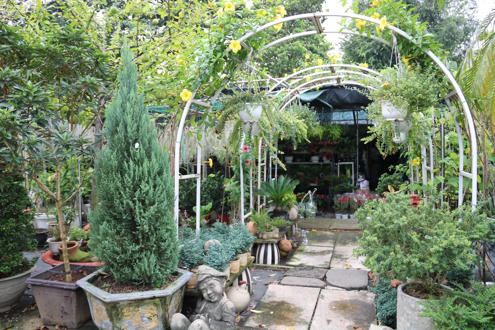 Thông tươi tiền triệu, bán vài nghìn cây mỗi mùa Noel