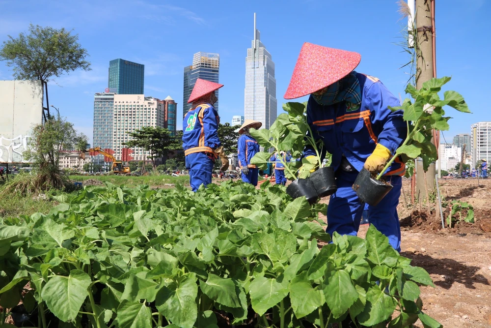 vườn hoa hướng dương