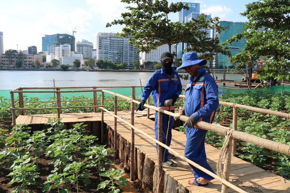 hoa hướng dương