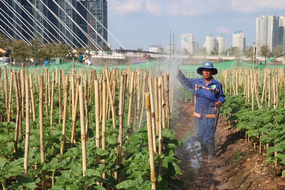 hoa hướng dương